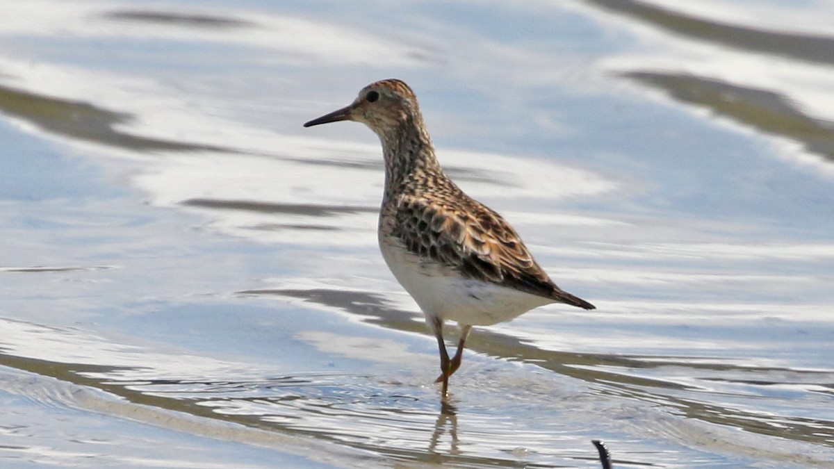 Pectoral Sandpiper - Jim Sims