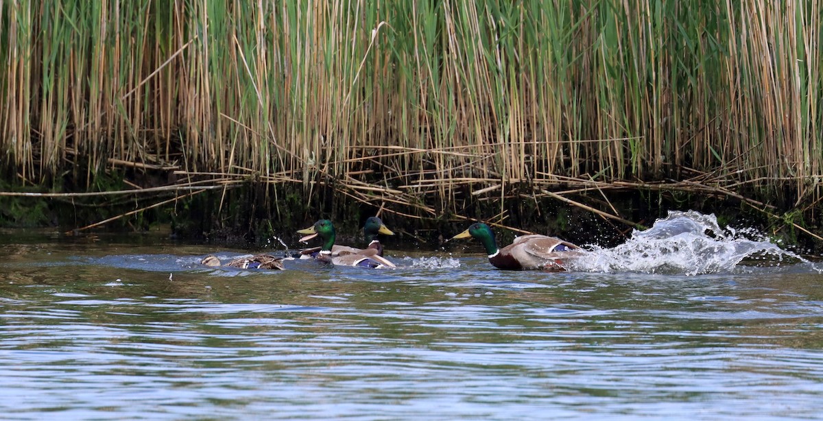 Mallard - Stefan Mutchnick