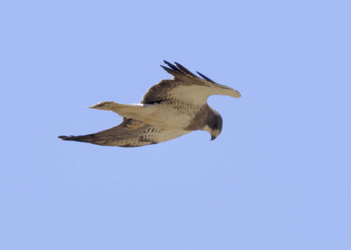 Swainson's Hawk - Adam Dudley