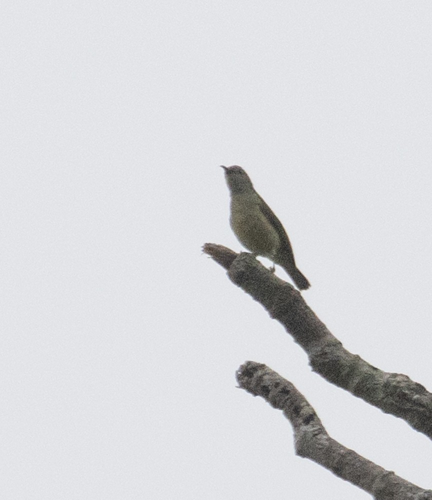 Black-throated Sunbird - Lindy Fung