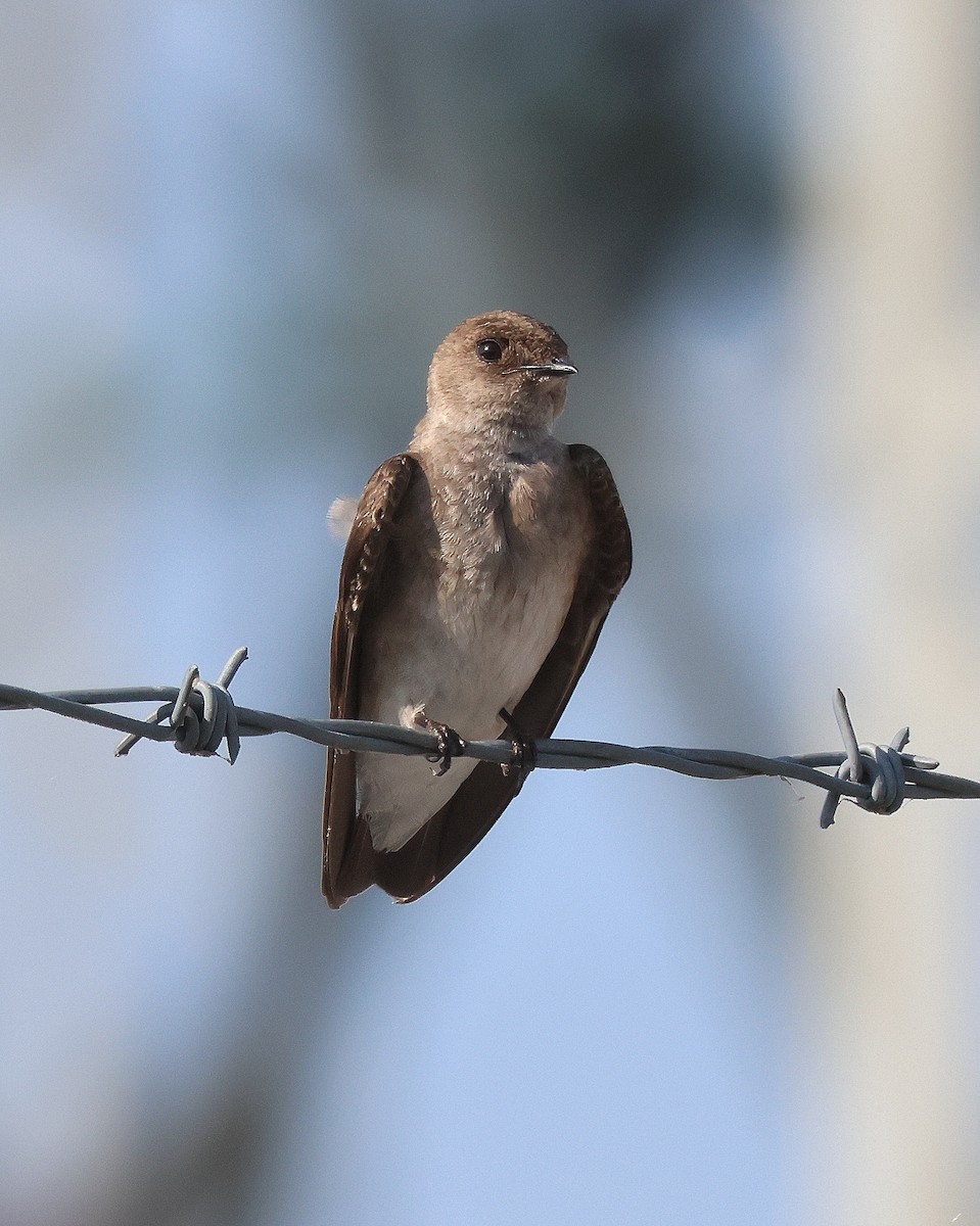 Northern Rough-winged Swallow - Rick Kittinger