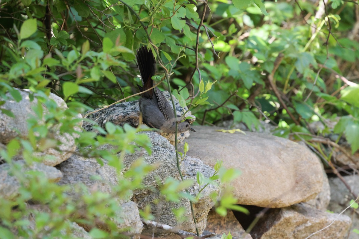 Gray Catbird - Lisa Goodwin