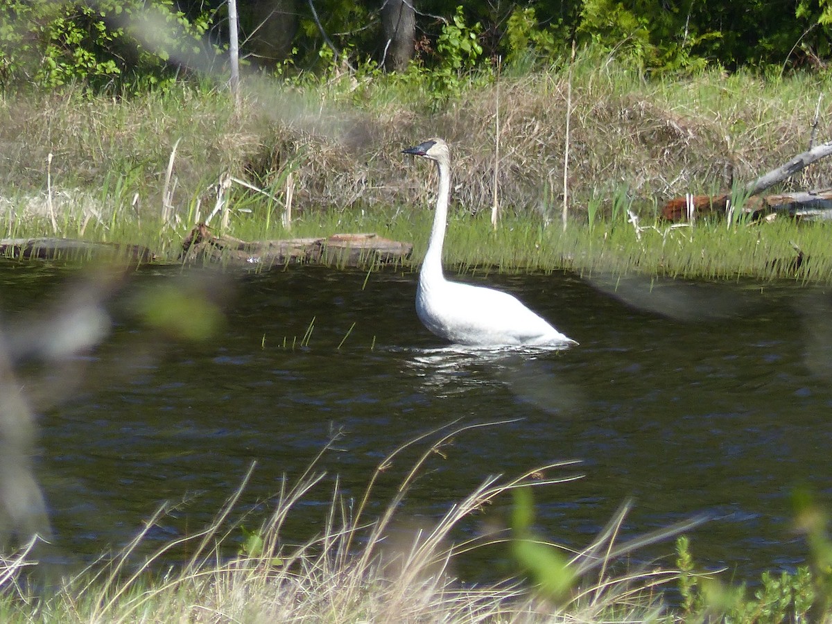 Trumpeter Swan - Nancy Auer