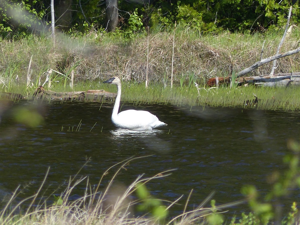 Trumpeter Swan - Nancy Auer