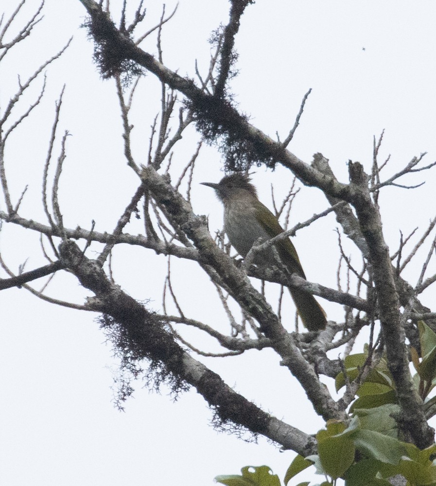 Mountain Bulbul - Lindy Fung