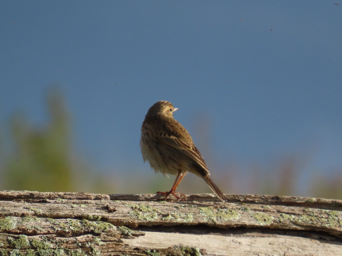 Australian Pipit - ML619597519