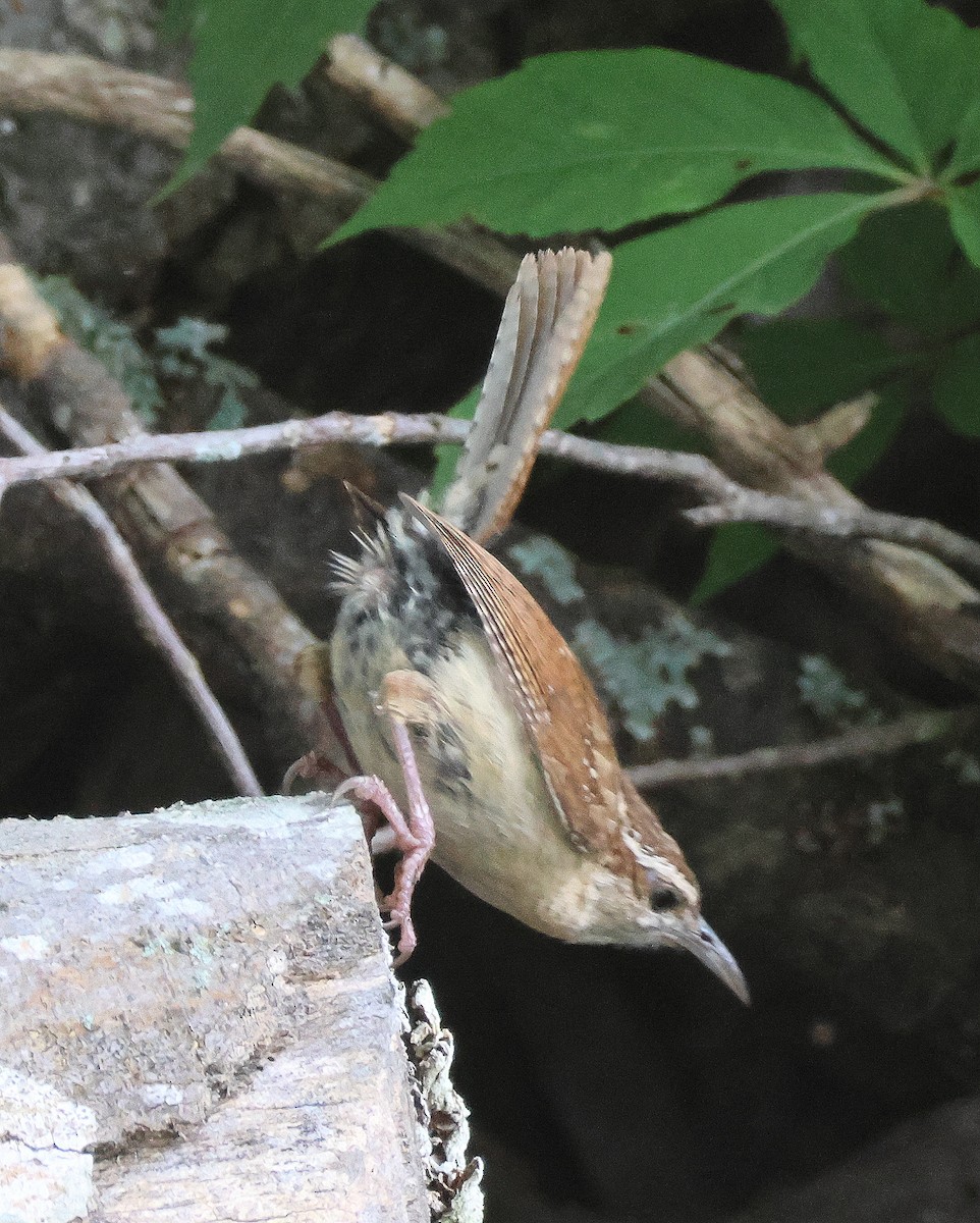 Carolina Wren - Rick Kittinger