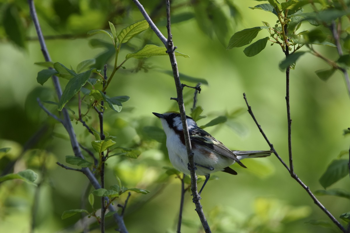 Chestnut-sided Warbler - Myles Quirion