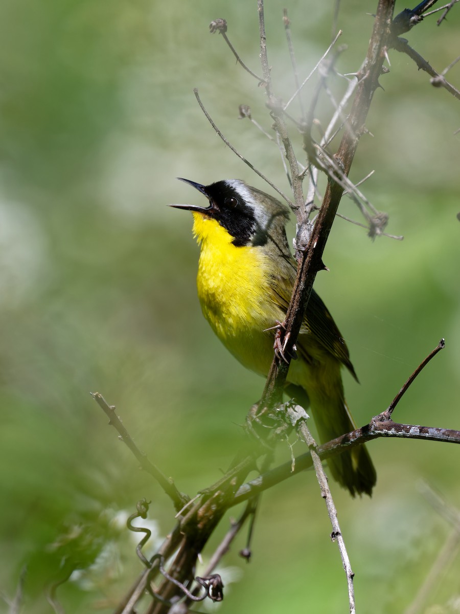 Common Yellowthroat - Triet Tran