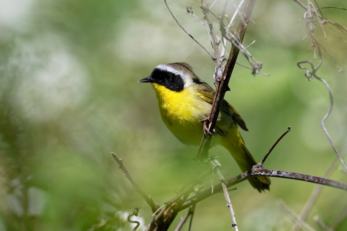 Common Yellowthroat - ML619597528