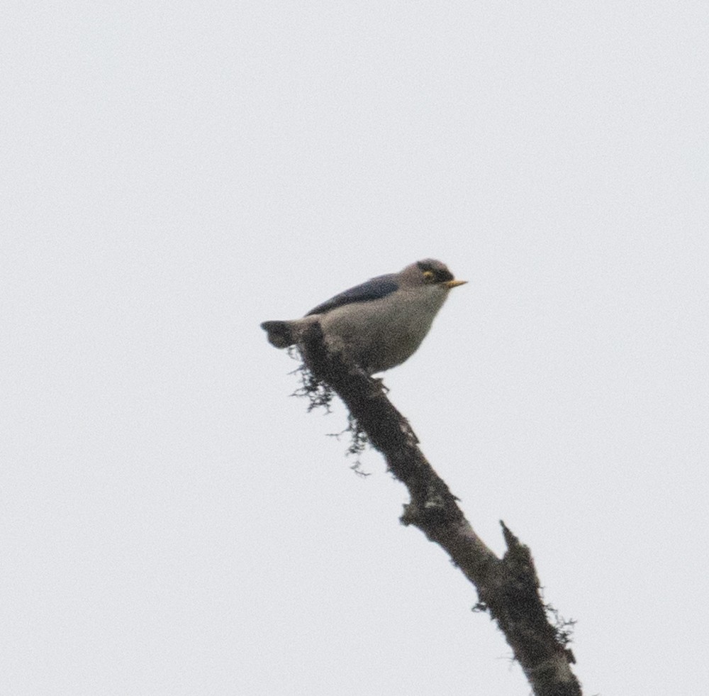 Yellow-billed Nuthatch - Lindy Fung