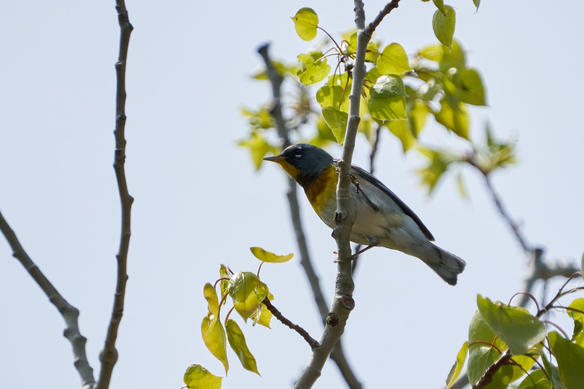 Northern Parula - Dominique Genna