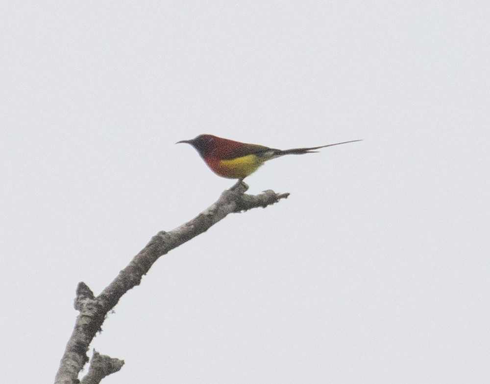 Mrs. Gould's Sunbird - Lindy Fung