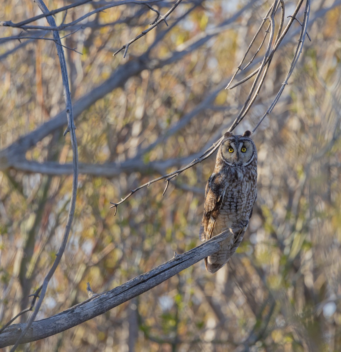 Long-eared Owl - Cameron Codd