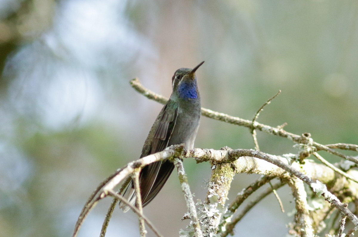 Blue-throated Mountain-gem - Abril Heredia