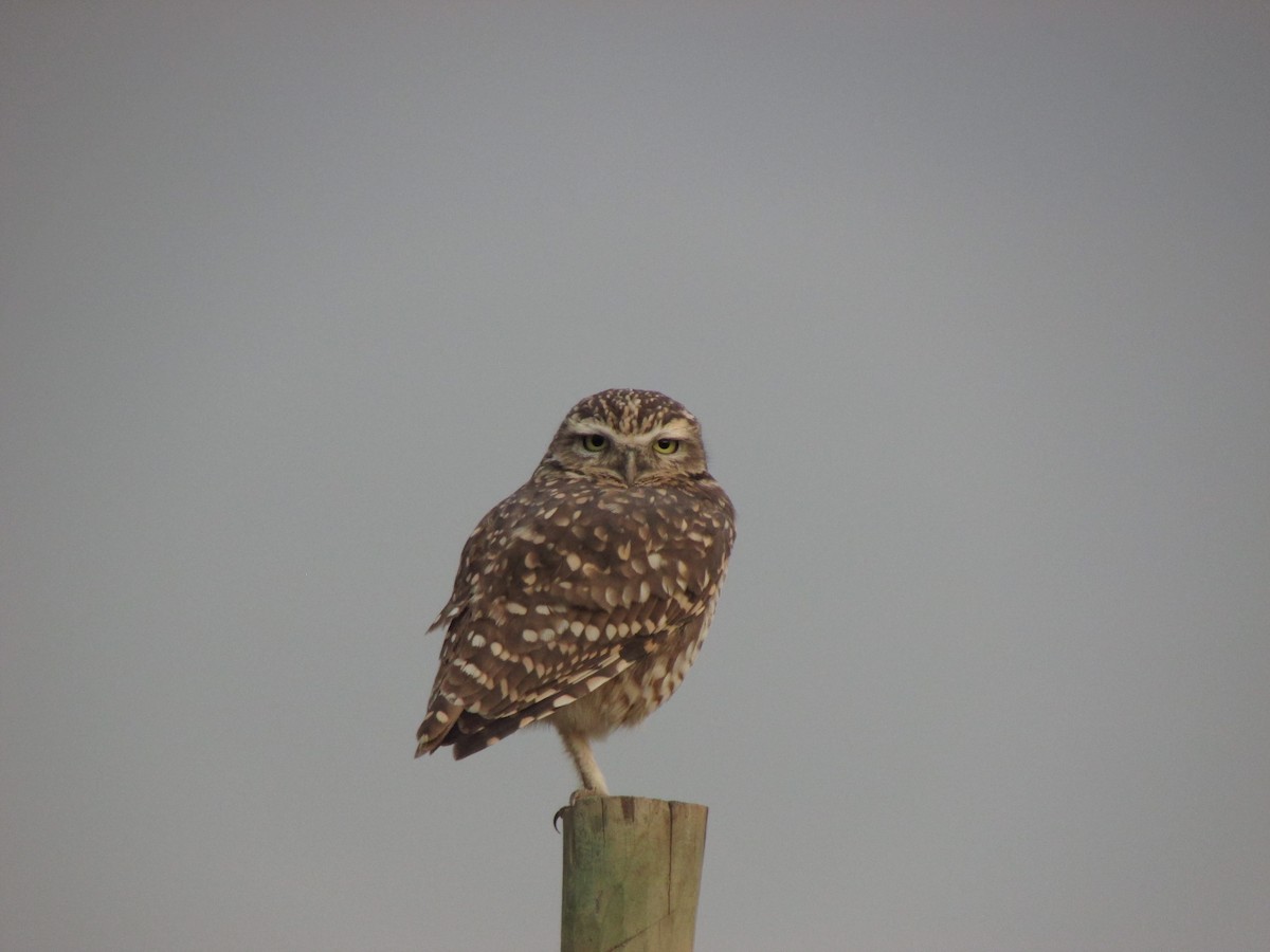 Burrowing Owl - Isidora Cáceres