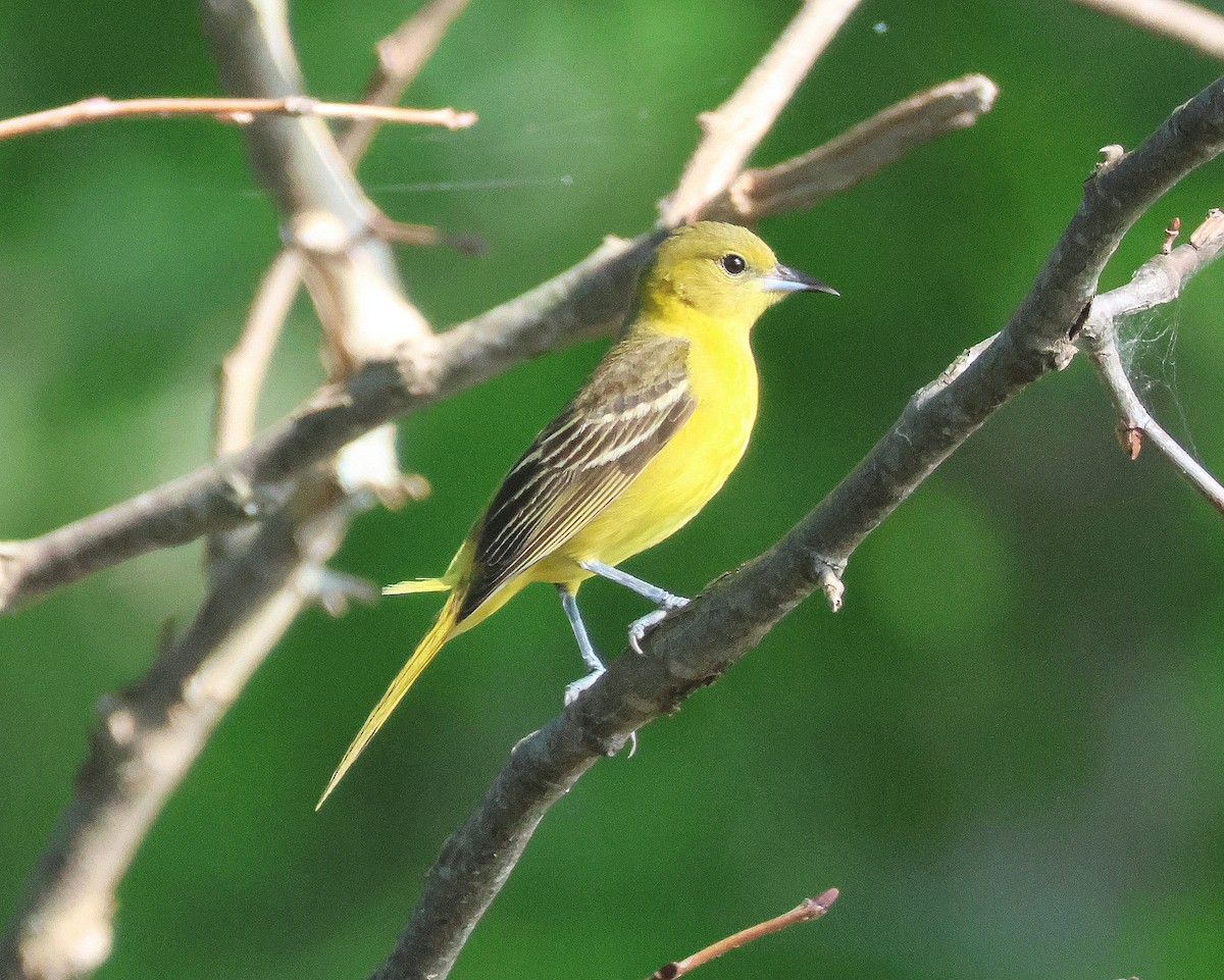 Orchard Oriole - Rick Kittinger