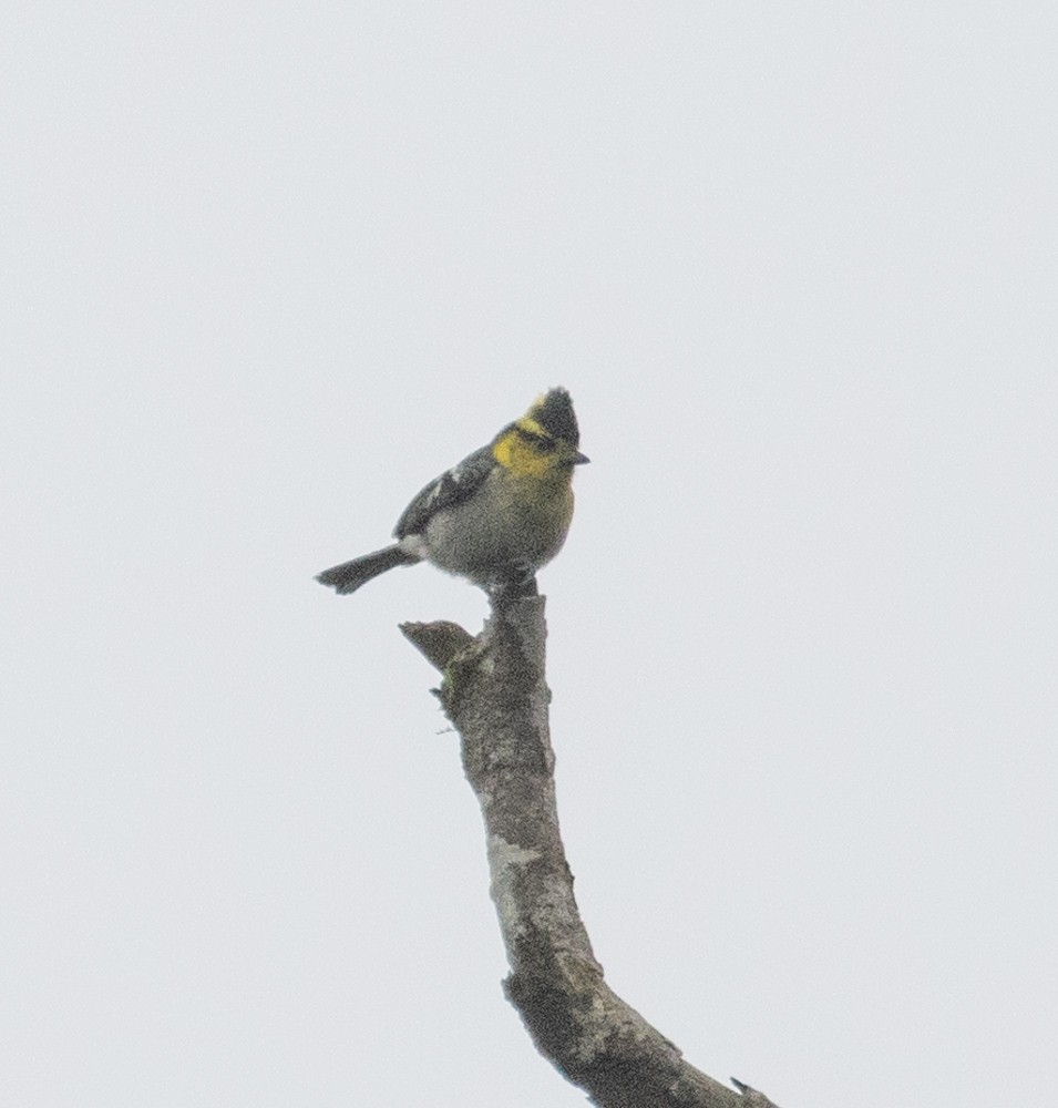 Yellow-cheeked Tit - Lindy Fung
