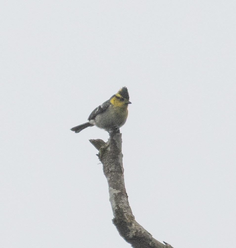 Yellow-cheeked Tit - ML619597545