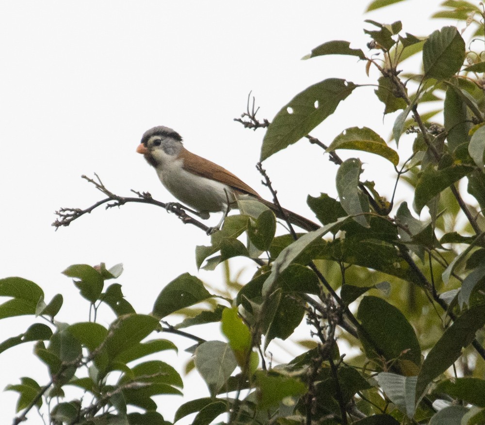 Gray-headed Parrotbill - Lindy Fung
