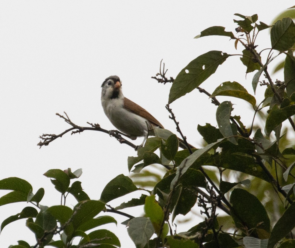 Gray-headed Parrotbill - Lindy Fung