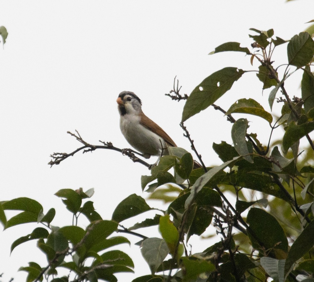 Paradoxornis à tête grise - ML619597558