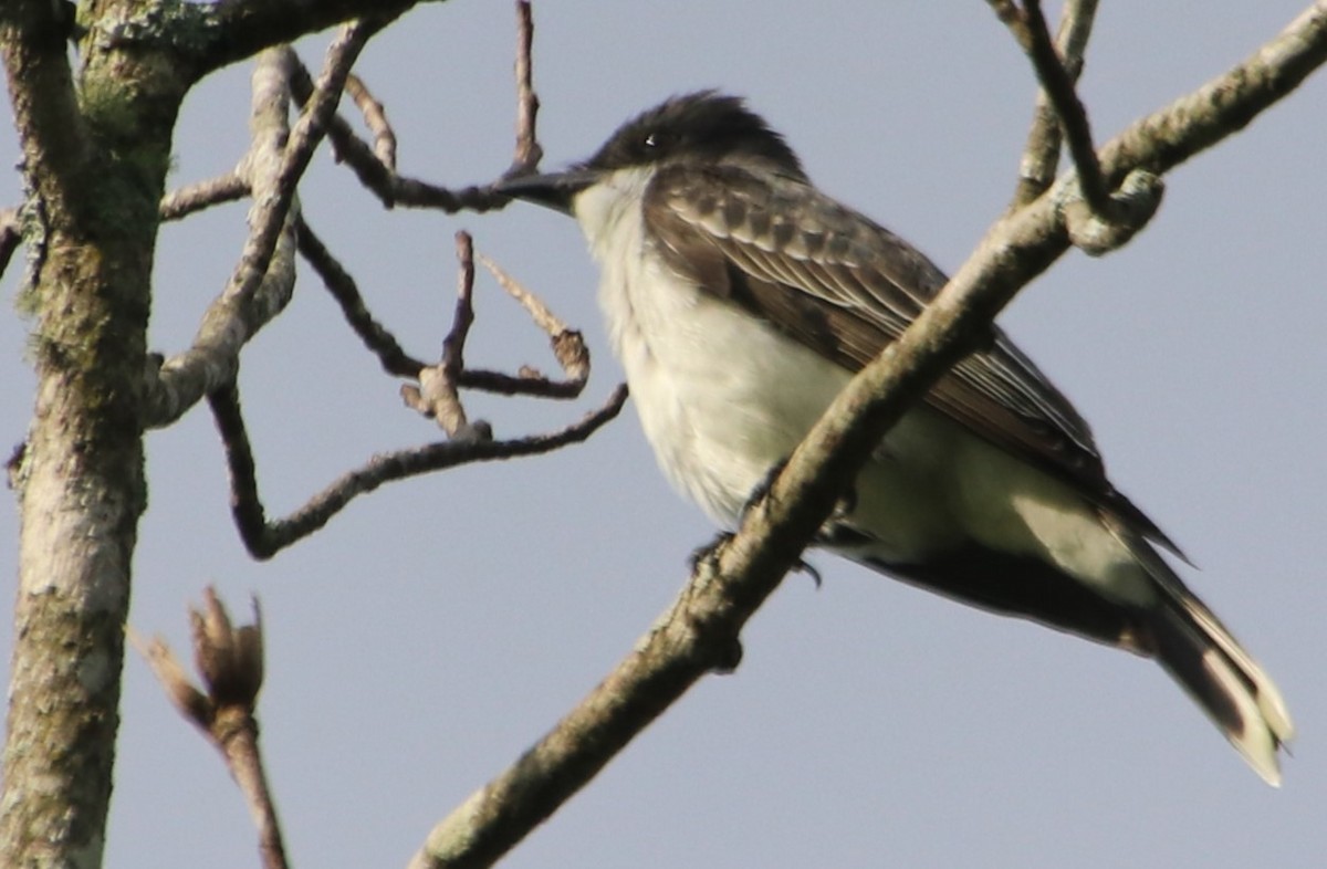 Eastern Kingbird - ML619597560