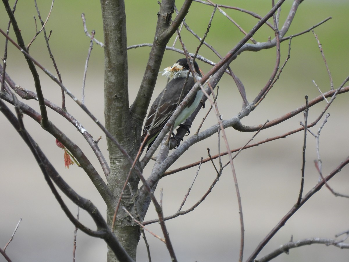 Eastern Kingbird - Alexander R