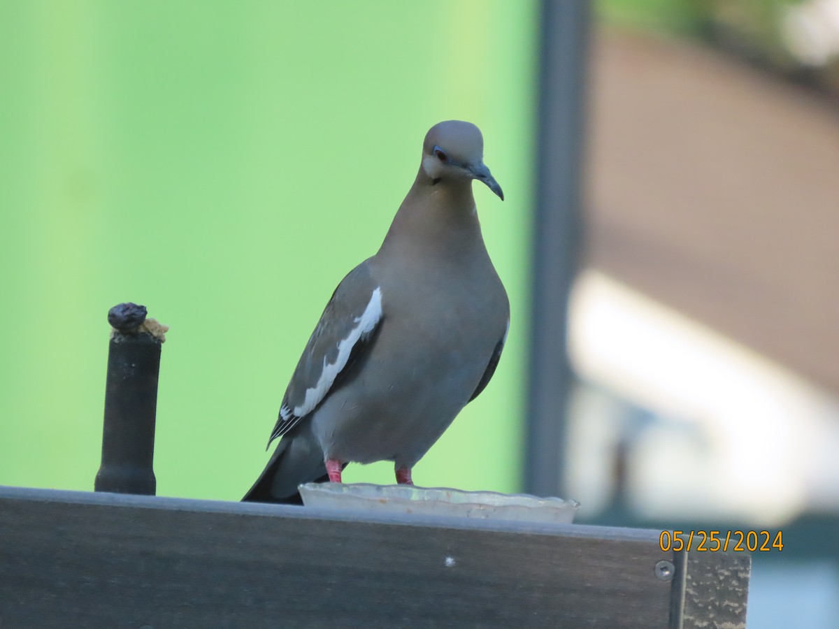 White-winged Dove - Susan Leake