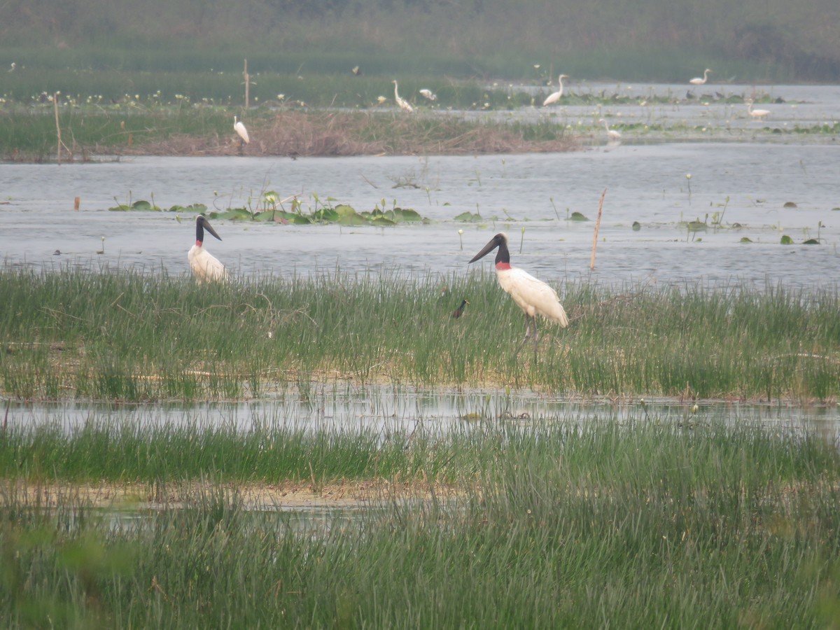 Jabiru - Sam Holcomb