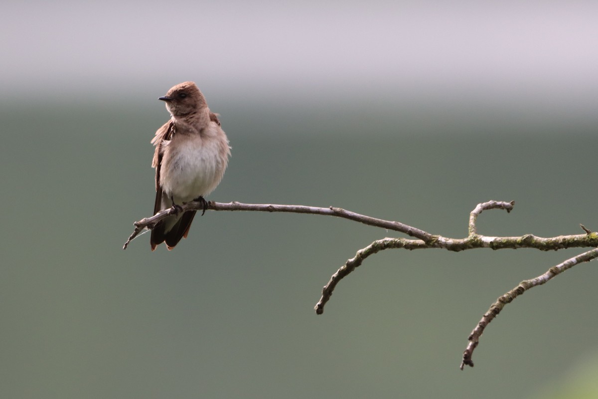 Northern Rough-winged Swallow - Jo VerMulm