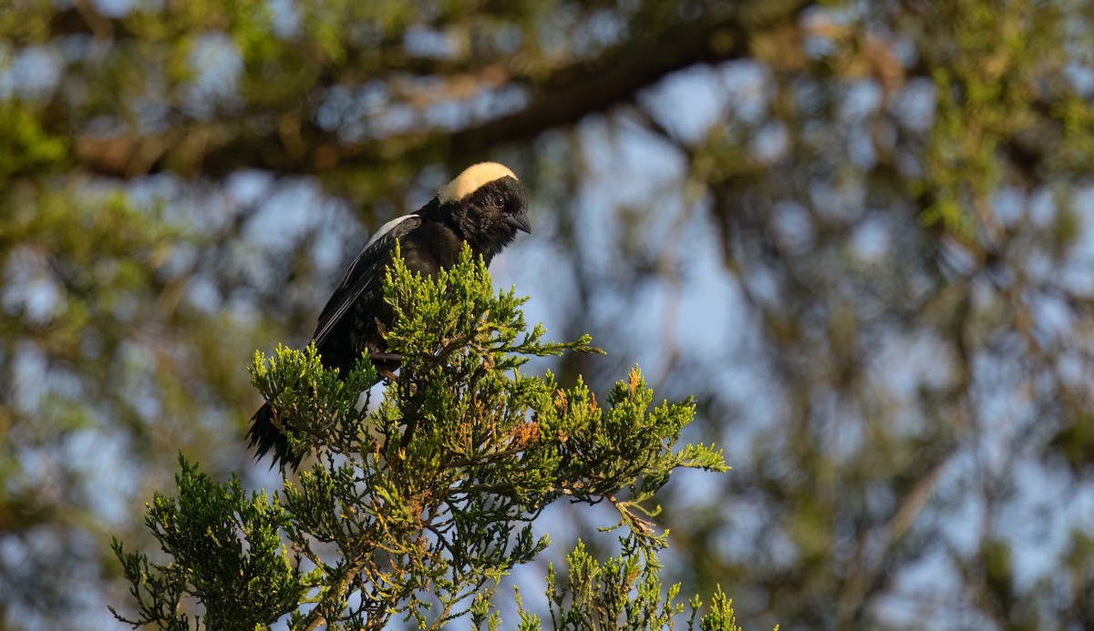 Bobolink - William Culp