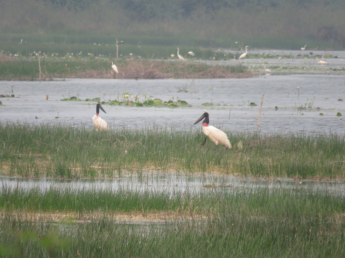 Jabiru - Sam Holcomb