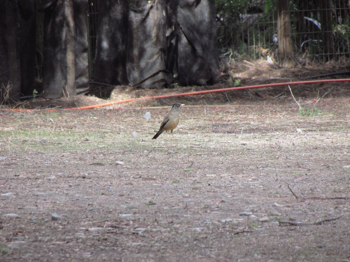 Austral Thrush - Isidora Cáceres