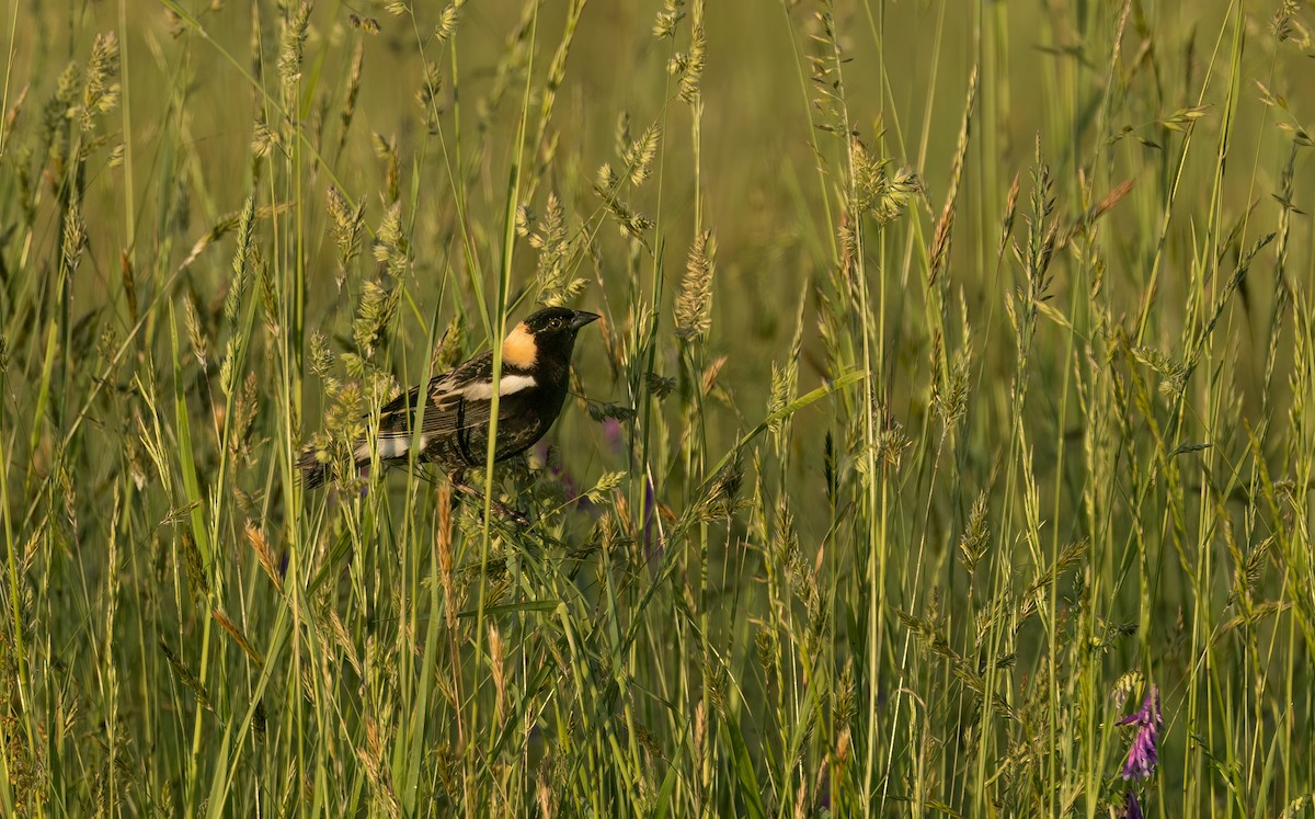 bobolink americký - ML619597587