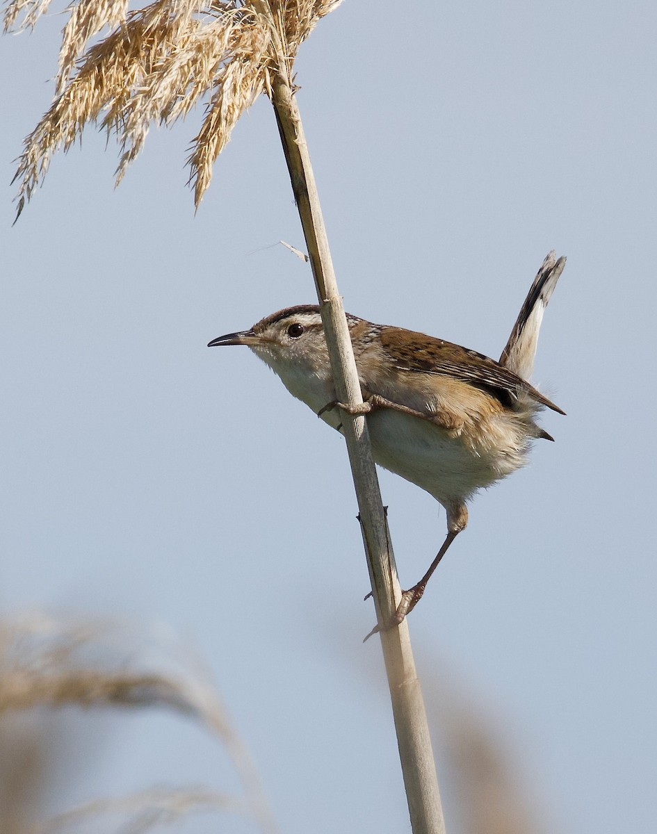 Marsh Wren - ML619597588