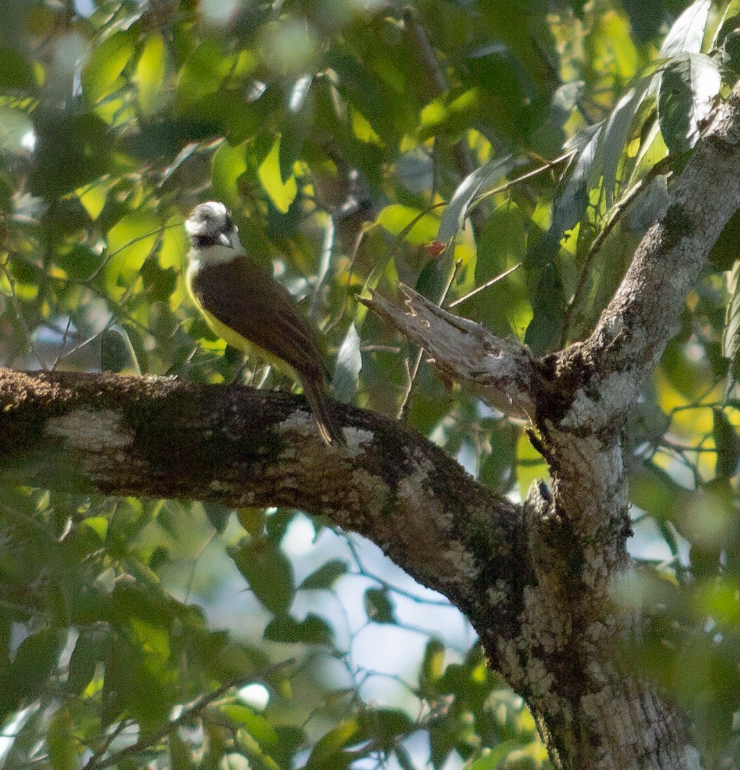 Great Kiskadee - Andreia Mamedes