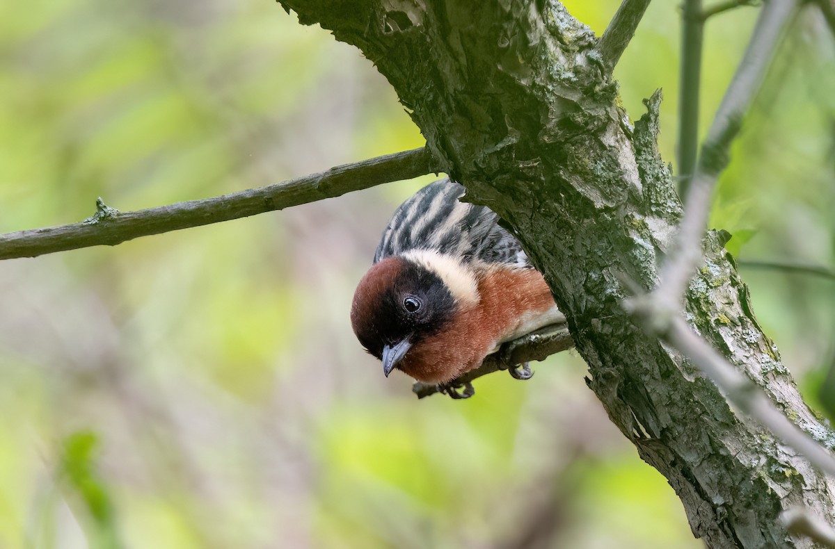 Bay-breasted Warbler - Mike Good