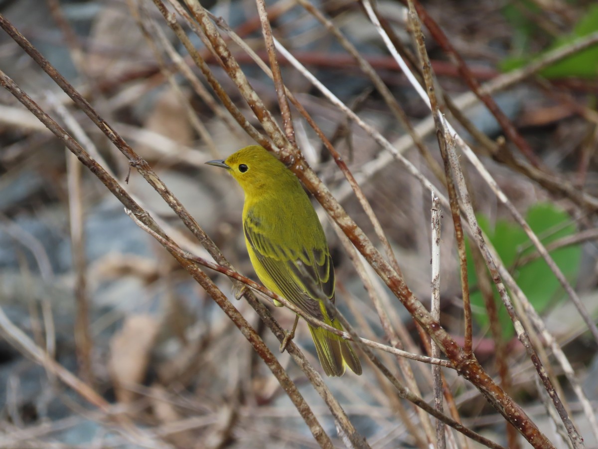 Yellow Warbler - claude charest