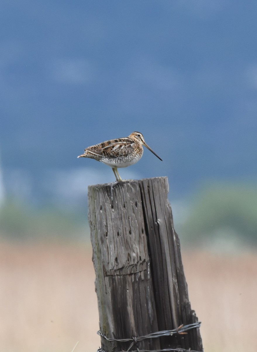 Wilson's Snipe - Patrick McAtee