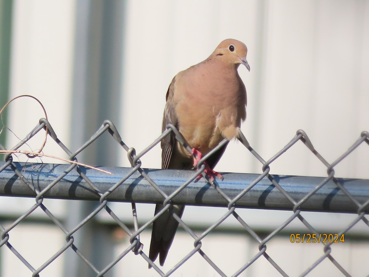 Mourning Dove - Susan Leake