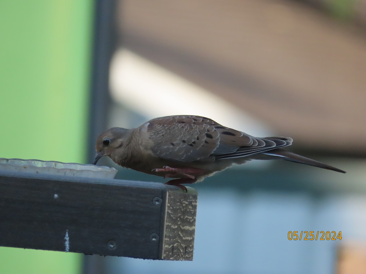 Mourning Dove - Susan Leake