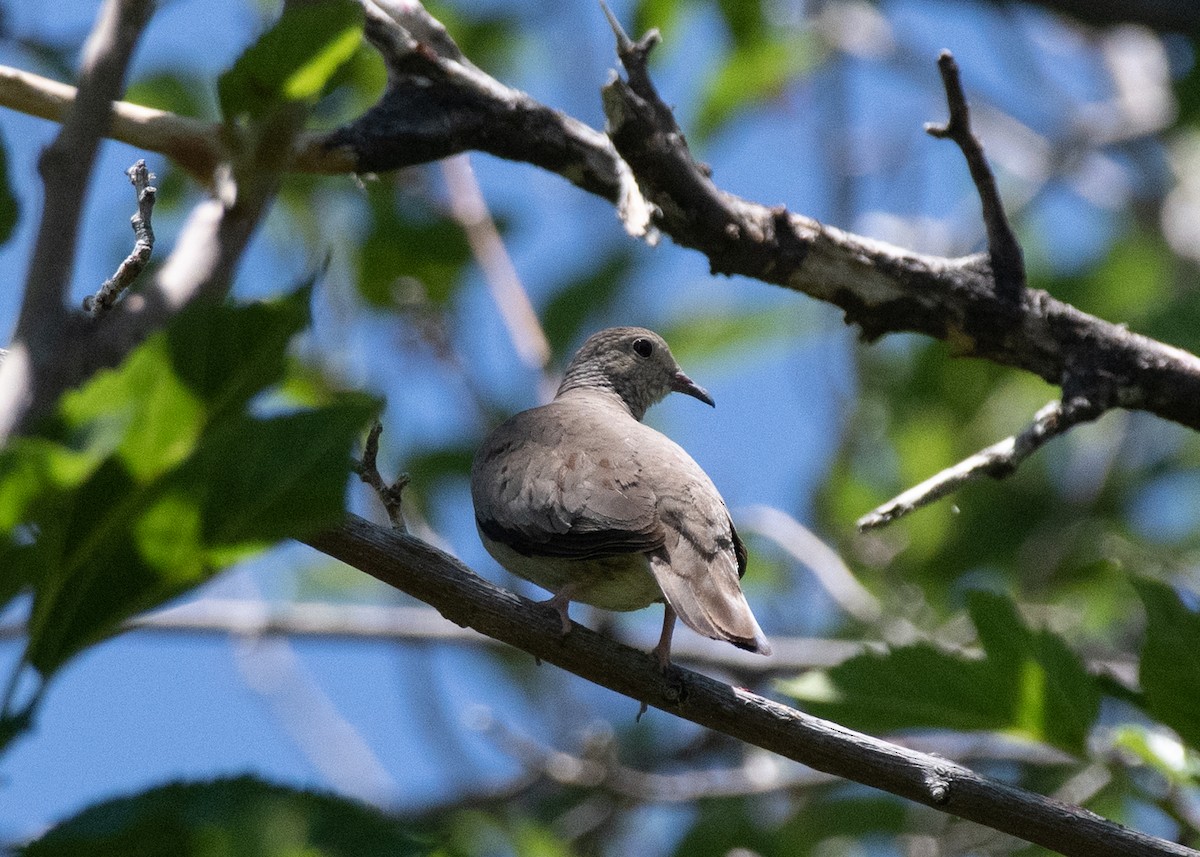 Common Ground Dove - Bente Torvund