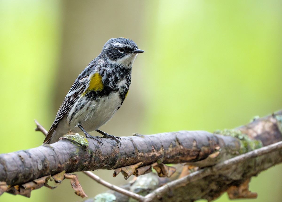 Yellow-rumped Warbler - Dori Eldridge