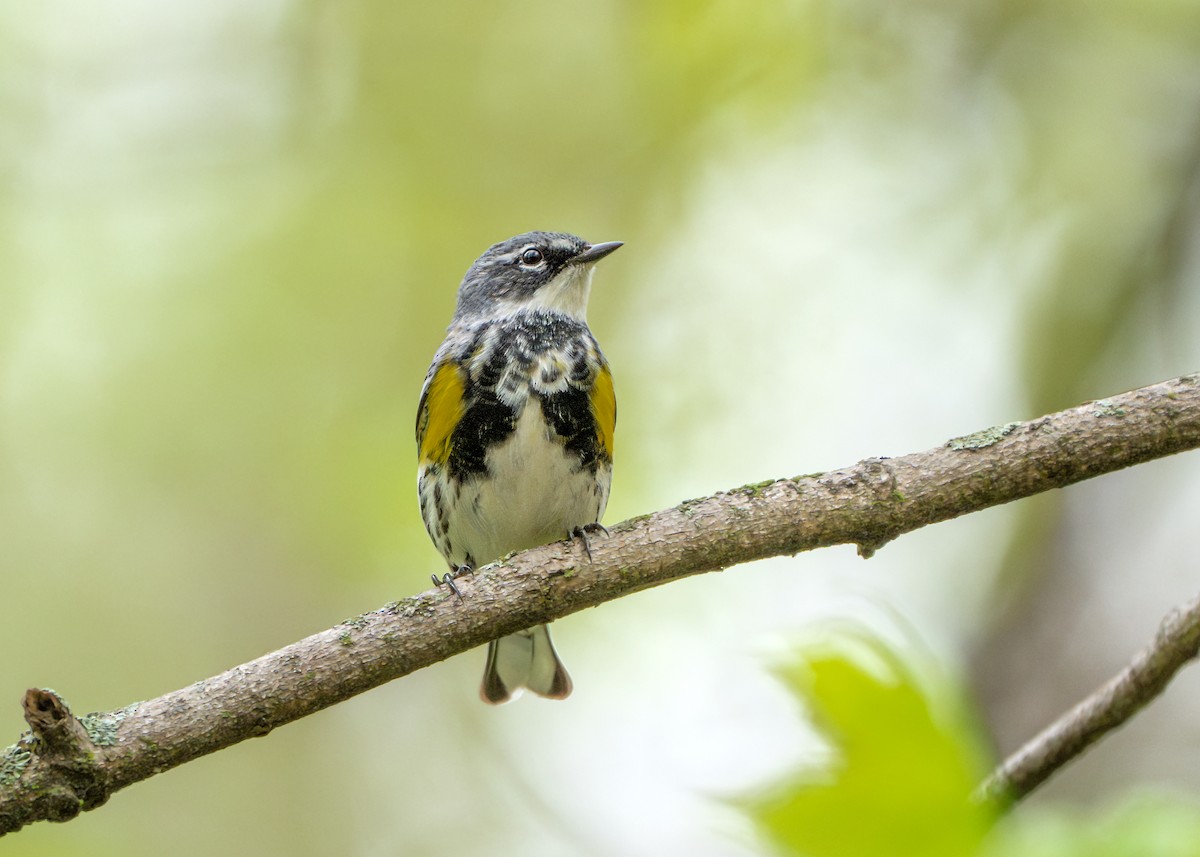 Yellow-rumped Warbler - Dori Eldridge