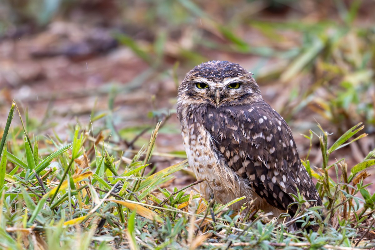 Burrowing Owl - Katia Oliveira