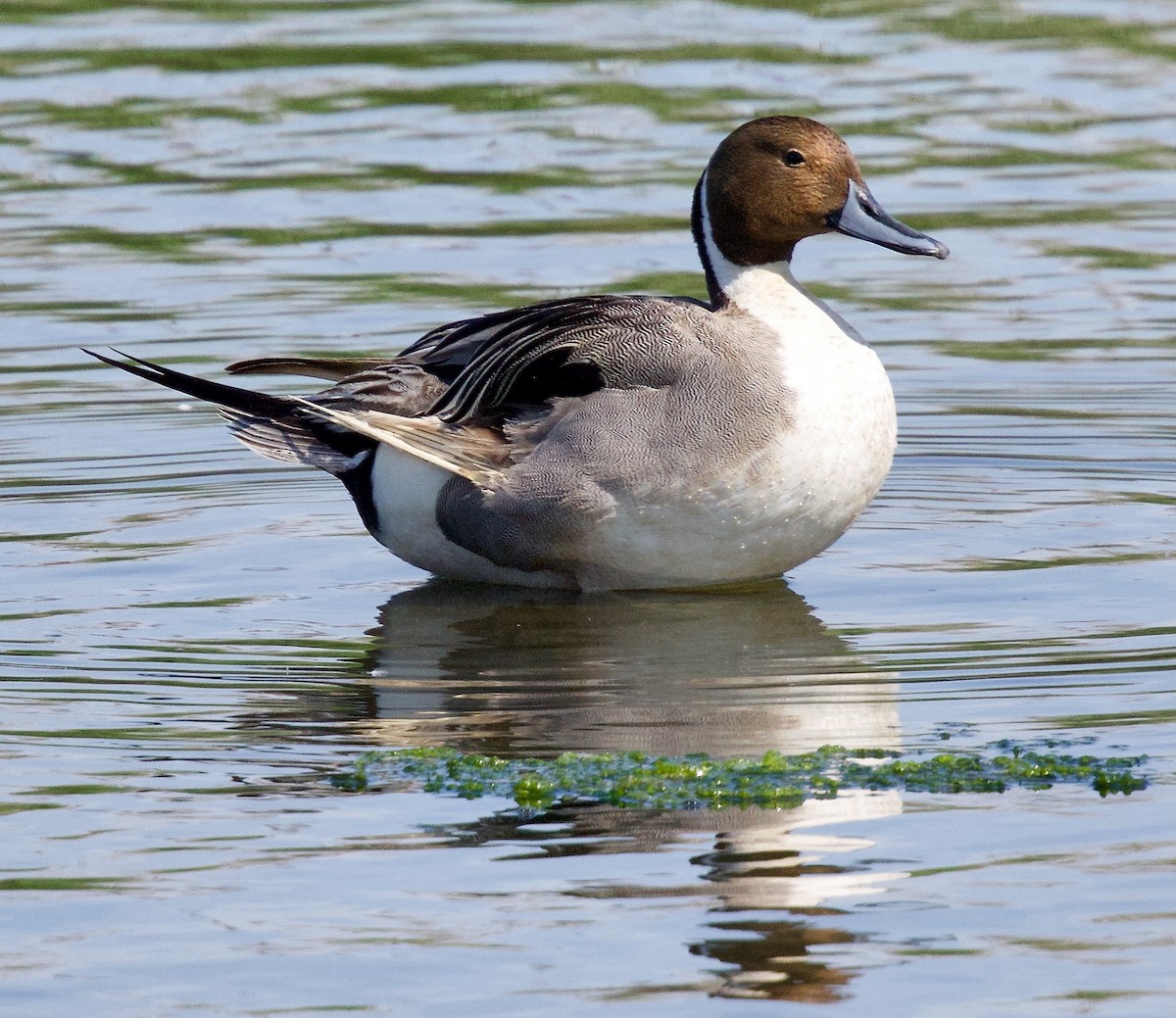 Northern Pintail - Michael Yellin