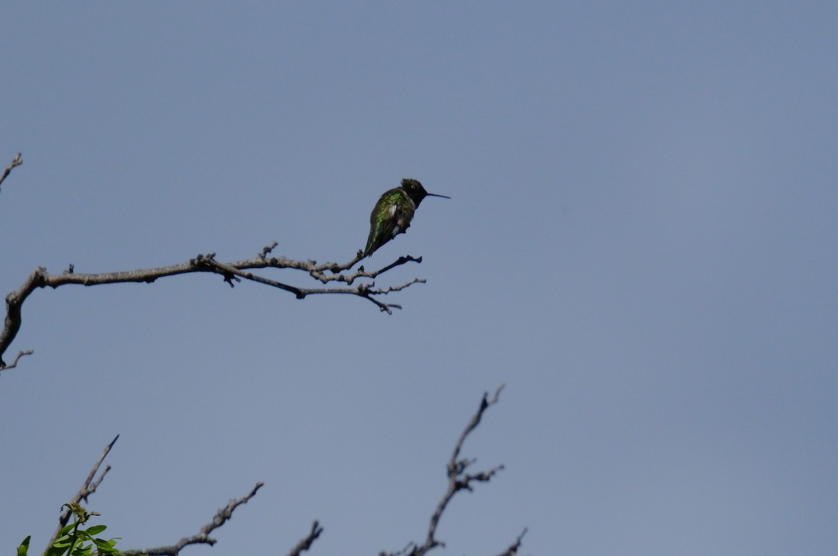 Black-chinned Hummingbird - Klaus Bielefeldt