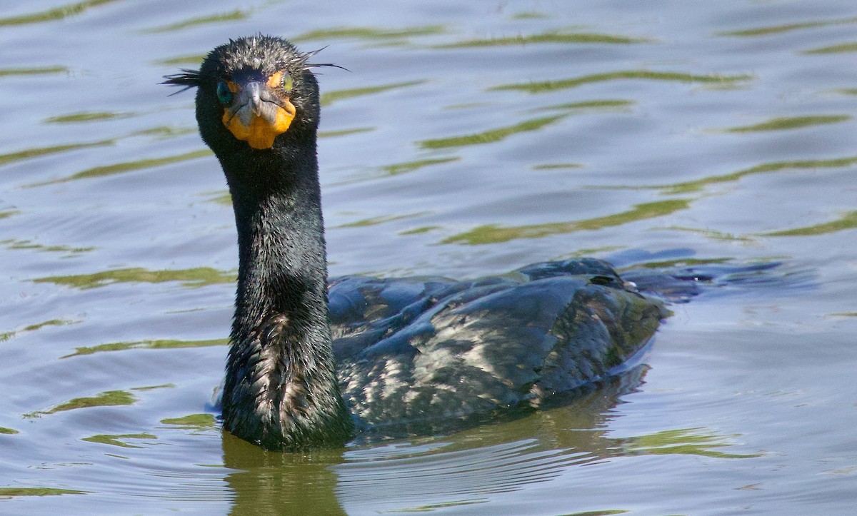 Double-crested Cormorant - Michael Yellin