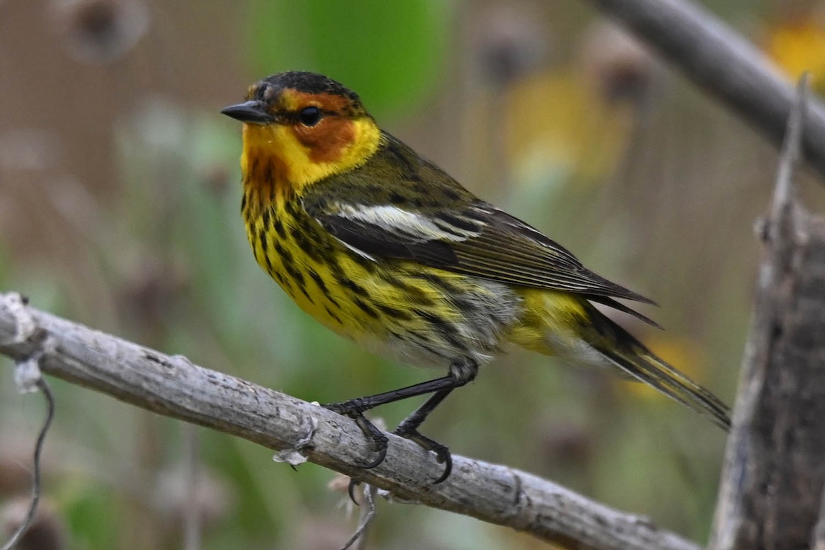Cape May Warbler - ML619597630